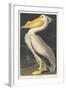 American White Pelican, 1836-John James Audubon-Framed Giclee Print