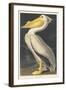 American White Pelican, 1836-John James Audubon-Framed Giclee Print