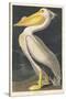 American White Pelican, 1836-John James Audubon-Stretched Canvas