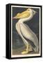 American White Pelican, 1836-John James Audubon-Framed Stretched Canvas