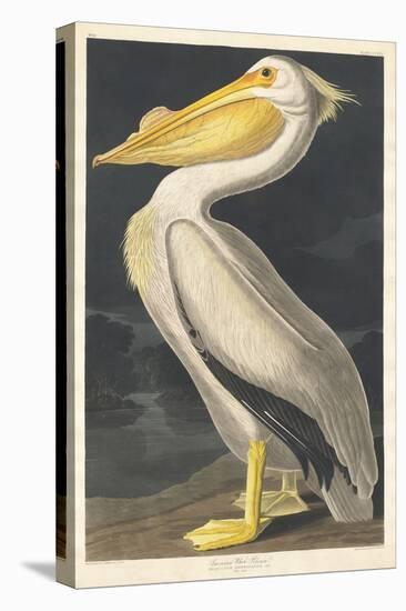 American White Pelican, 1836-John James Audubon-Stretched Canvas