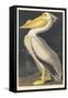 American White Pelican, 1836-John James Audubon-Framed Stretched Canvas