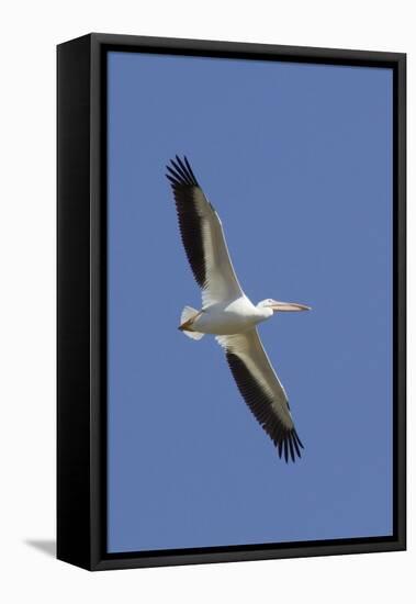 American White Pelican Flying-Hal Beral-Framed Stretched Canvas