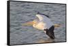 American White Pelican Flying-Hal Beral-Framed Stretched Canvas