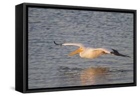 American White Pelican Flying-Hal Beral-Framed Stretched Canvas