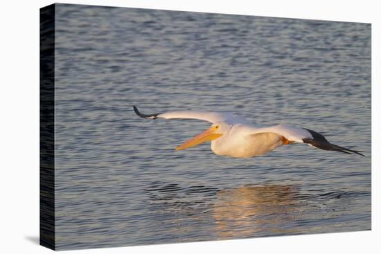 American White Pelican Flying-Hal Beral-Stretched Canvas