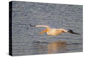 American White Pelican Flying-Hal Beral-Stretched Canvas