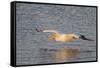 American White Pelican Flying-Hal Beral-Framed Stretched Canvas