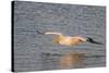 American White Pelican Flying-Hal Beral-Stretched Canvas