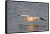 American White Pelican Flying-Hal Beral-Framed Stretched Canvas