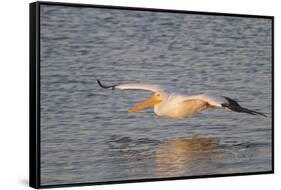 American White Pelican Flying-Hal Beral-Framed Stretched Canvas