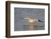 American White Pelican Flying-Hal Beral-Framed Premium Photographic Print