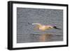 American White Pelican Flying-Hal Beral-Framed Photographic Print