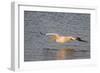 American White Pelican Flying-Hal Beral-Framed Photographic Print