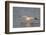American White Pelican Flying-Hal Beral-Framed Photographic Print