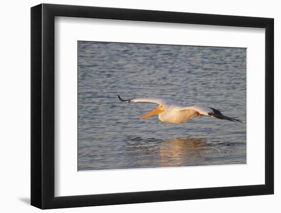 American White Pelican Flying-Hal Beral-Framed Photographic Print