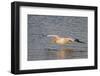 American White Pelican Flying-Hal Beral-Framed Photographic Print