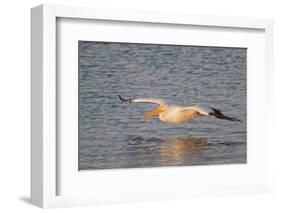 American White Pelican Flying-Hal Beral-Framed Photographic Print