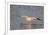 American White Pelican Flying-Hal Beral-Framed Photographic Print