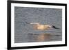 American White Pelican Flying-Hal Beral-Framed Photographic Print