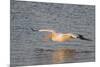 American White Pelican Flying-Hal Beral-Mounted Photographic Print