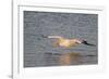 American White Pelican Flying-Hal Beral-Framed Photographic Print