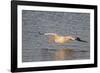 American White Pelican Flying-Hal Beral-Framed Photographic Print