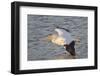 American White Pelican Flying-Hal Beral-Framed Photographic Print