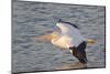 American White Pelican Flying-Hal Beral-Mounted Photographic Print