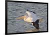 American White Pelican Flying-Hal Beral-Framed Photographic Print