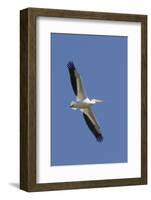 American White Pelican Flying-Hal Beral-Framed Photographic Print