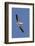 American White Pelican Flying-Hal Beral-Framed Photographic Print