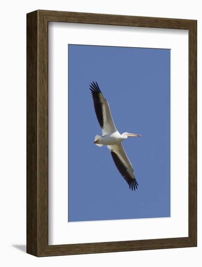 American White Pelican Flying-Hal Beral-Framed Photographic Print