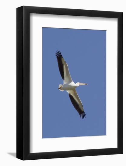 American White Pelican Flying-Hal Beral-Framed Photographic Print