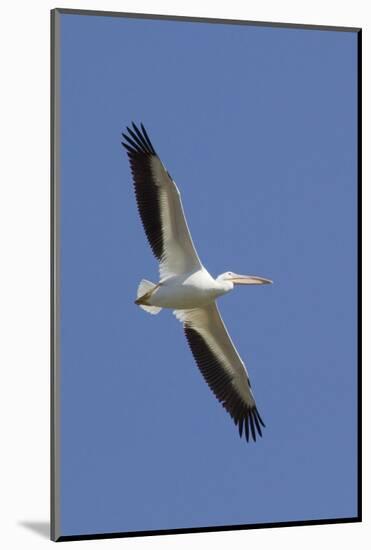 American White Pelican Flying-Hal Beral-Mounted Photographic Print