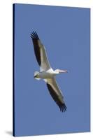 American White Pelican Flying-Hal Beral-Stretched Canvas