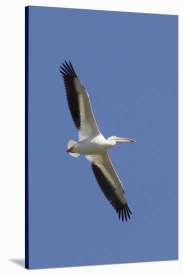 American White Pelican Flying-Hal Beral-Stretched Canvas