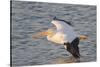 American White Pelican Flying-Hal Beral-Stretched Canvas