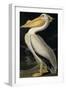 American White Pelican, from Birds of America, Engraved by Robert Havell-John James Audubon-Framed Giclee Print