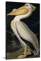 American White Pelican, from Birds of America, Engraved by Robert Havell-John James Audubon-Stretched Canvas