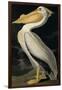 American White Pelican, from Birds of America, Engraved by Robert Havell-John James Audubon-Framed Giclee Print