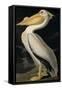 American White Pelican, from Birds of America, Engraved by Robert Havell-John James Audubon-Framed Stretched Canvas