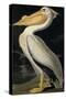 American White Pelican, from Birds of America, Engraved by Robert Havell-John James Audubon-Stretched Canvas