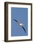 American White Pelican in Flight-Hal Beral-Framed Photographic Print