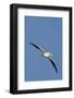 American White Pelican in Flight-Hal Beral-Framed Photographic Print