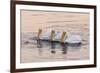 American White Pelican (Pelecanus erythrorhynchos) three adults, California-Bob Gibbons-Framed Photographic Print