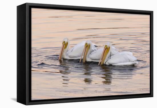 American White Pelican (Pelecanus erythrorhynchos) three adults, California-Bob Gibbons-Framed Stretched Canvas