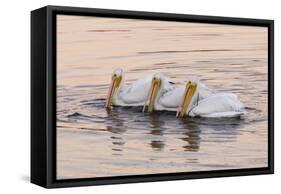 American White Pelican (Pelecanus erythrorhynchos) three adults, California-Bob Gibbons-Framed Stretched Canvas