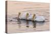 American White Pelican (Pelecanus erythrorhynchos) three adults, California-Bob Gibbons-Stretched Canvas