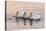 American White Pelican (Pelecanus erythrorhynchos) three adults, California-Bob Gibbons-Stretched Canvas